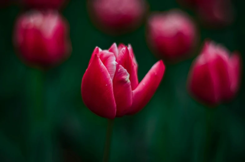 red flowers and petals are in the foreground