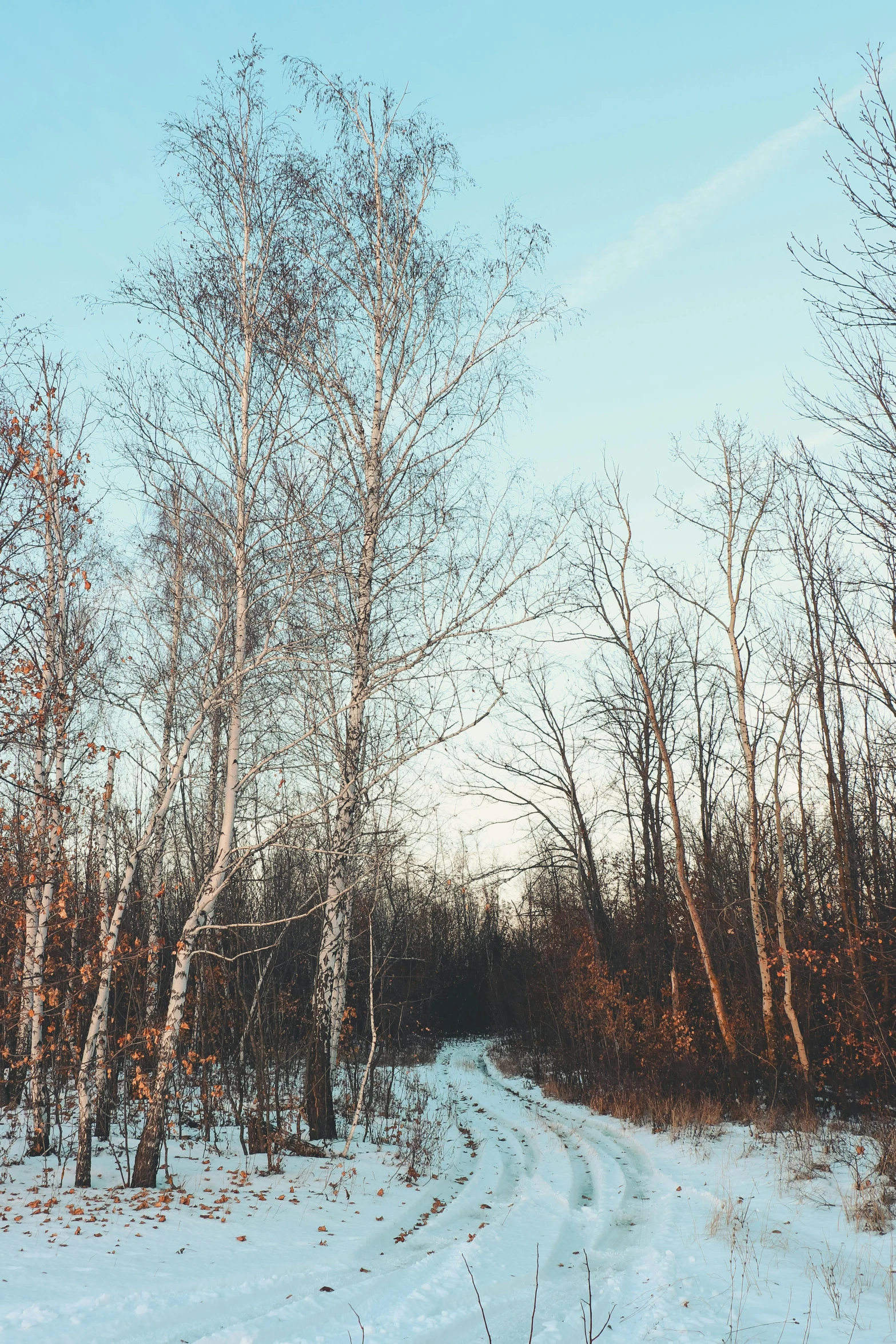 a road in the woods near many bare trees