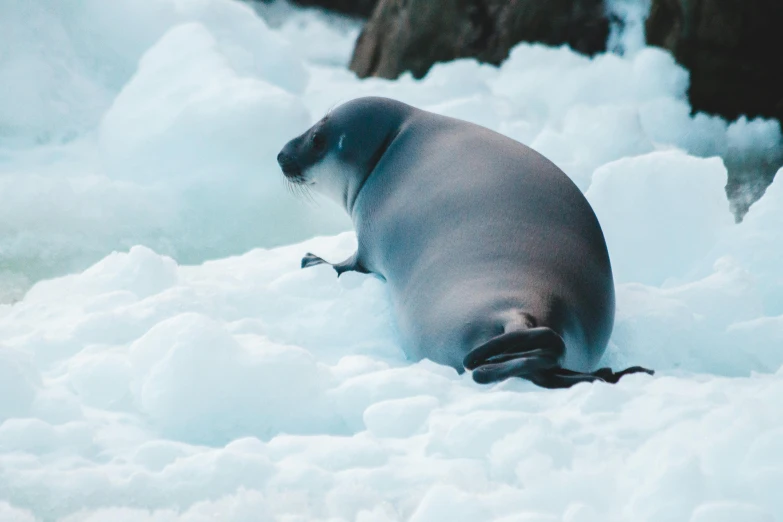 an seal is sitting on some ice while looking down