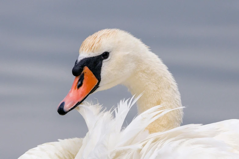 a large swan on the water with a little bit of food in it's mouth