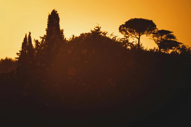 the silhouette of trees is against an orange sky