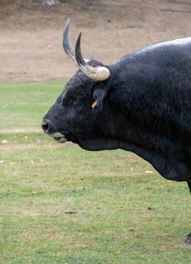 an image of a black bull in grassy field