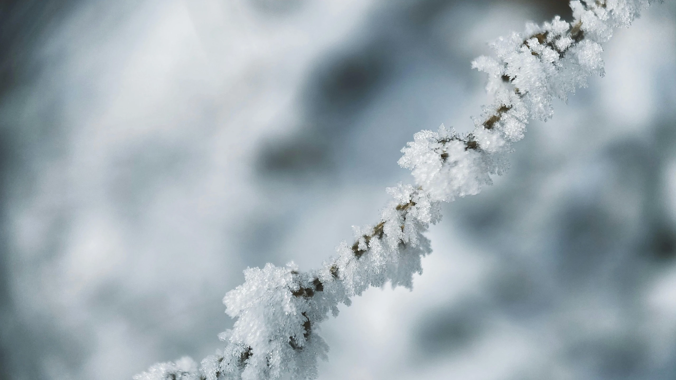 the bottom of snow has nches reaching out