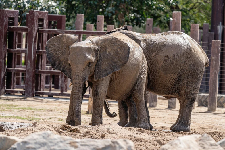 two elephants walking on dirt next to rocks