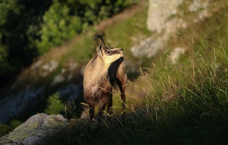 a goat looks to its left as it climbs a hill