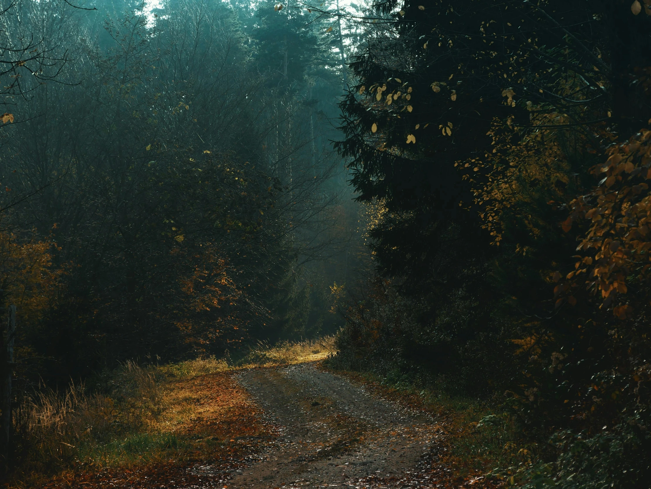 a dirt road in a forrest with trees