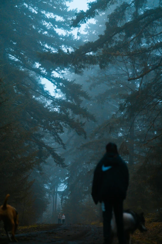 a person and dog walk on a road in the woods