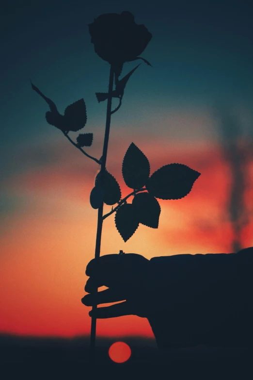 a person holding a flower in their hand with a sunset behind