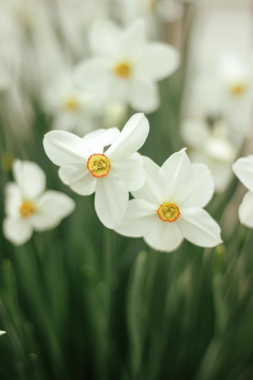 several white flowers blooming in the grass