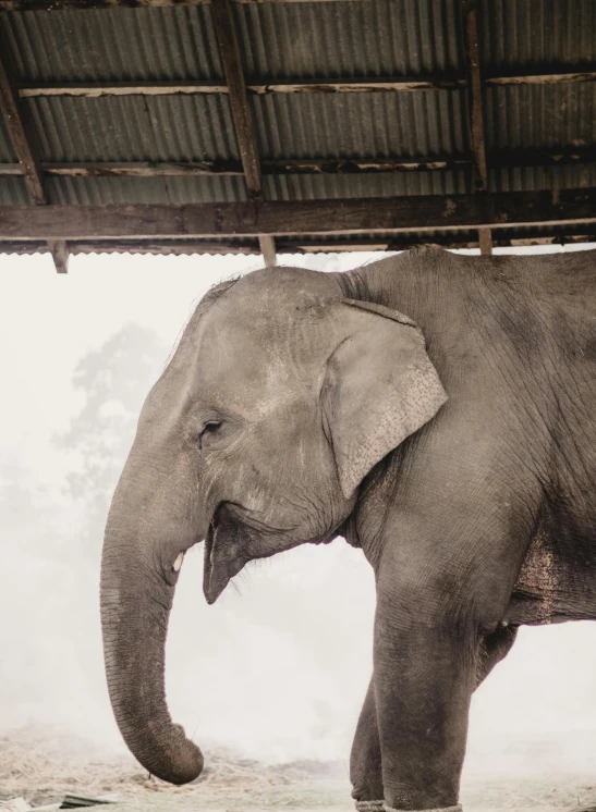 an elephant standing under a building with his trunk out