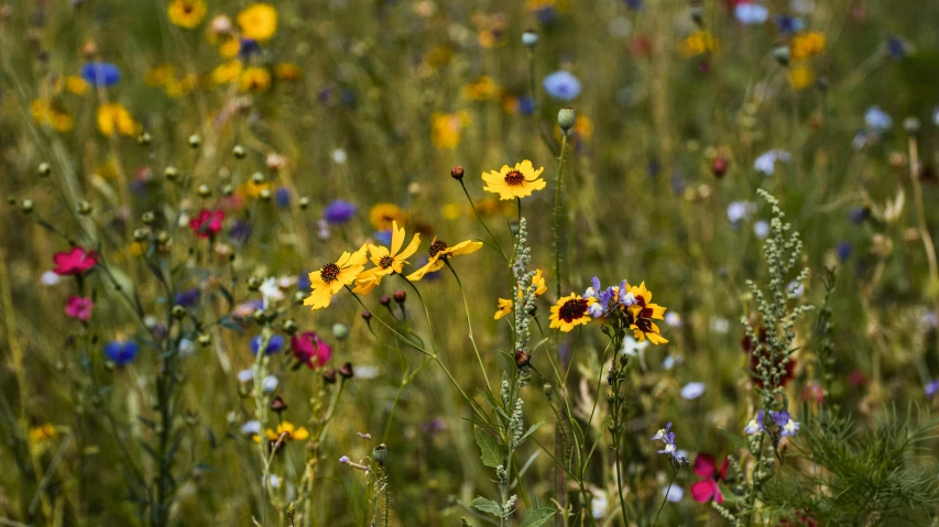 a field full of yellow and blue flowers