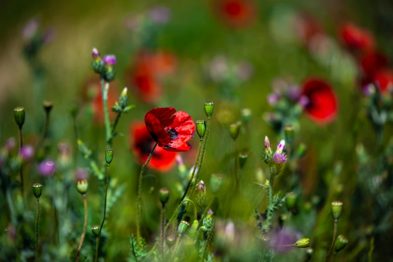 a field with lots of green and red flowers