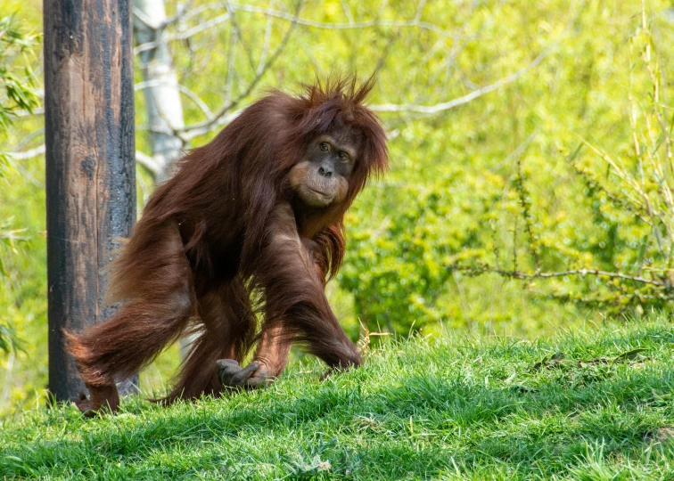 a monkey in some grass by a tree