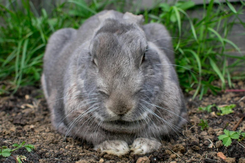 a large gray rabbit is sitting on a ground