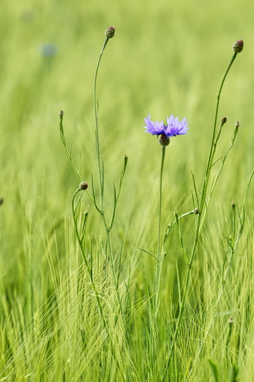 a single purple flower that is in some grass