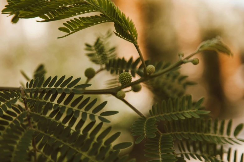 close up of the leaves and shoots of a plant