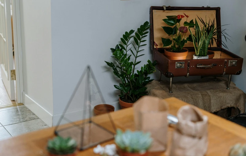 a room with plants, luggage, and some other items on the floor