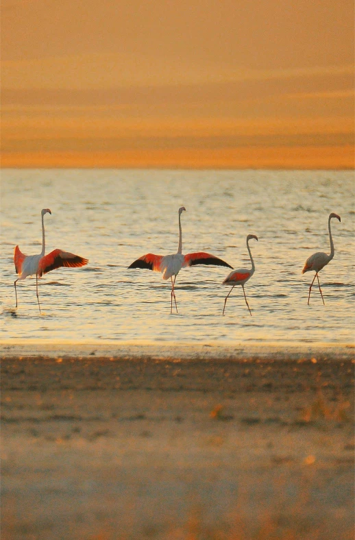 four flamingos wading in the water together