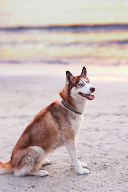 a brown and white husky dog sits on a beach