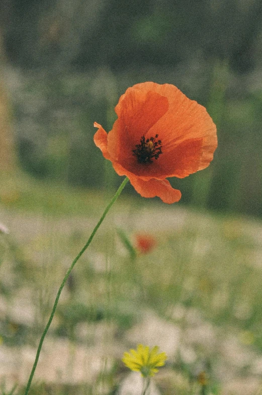a single orange flower on a grassy field