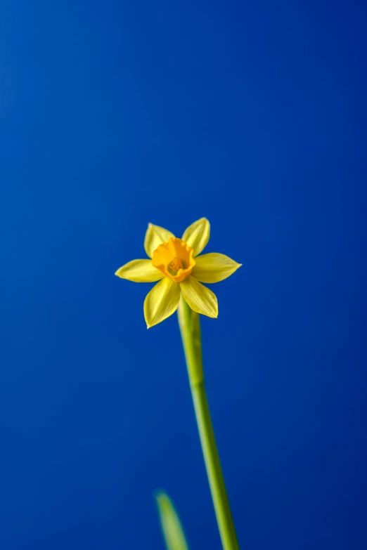 a single yellow flower sits on top of some green leaves