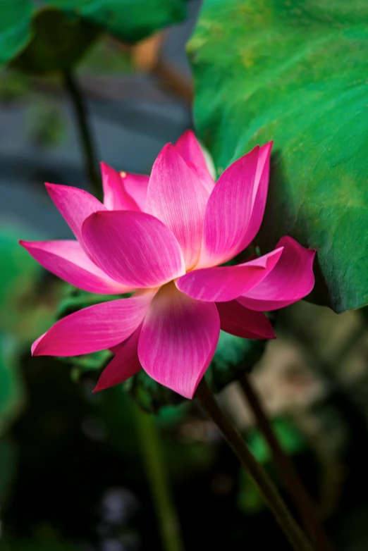 a single pink flower with green leaves