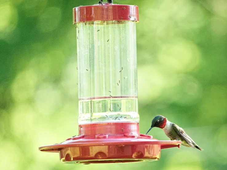 a humming bird sitting on a feeder in front of a green background