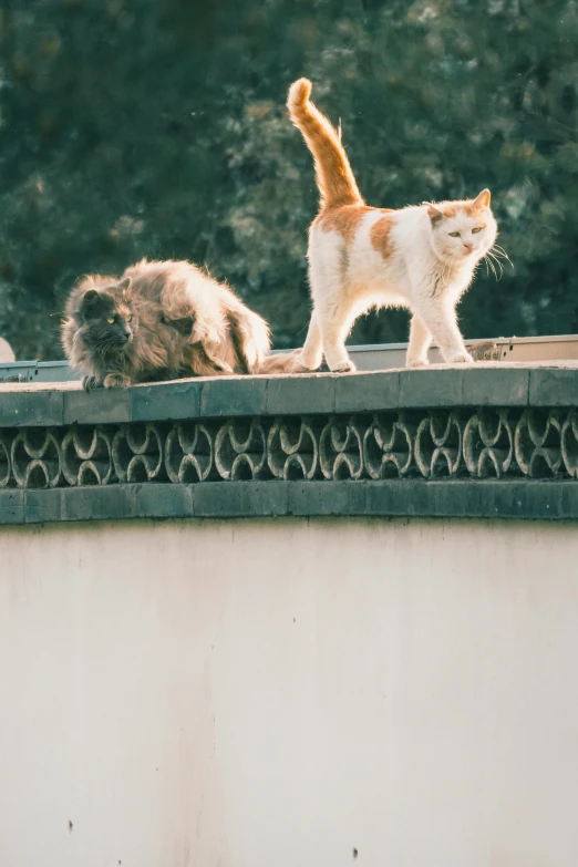 a cat walking on top of a roof next to another cat