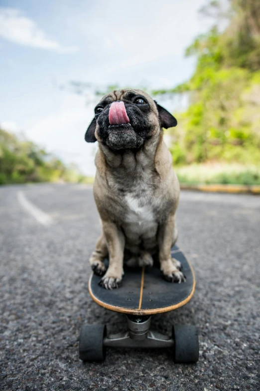 a dog sticking his tongue out sitting on a skateboard