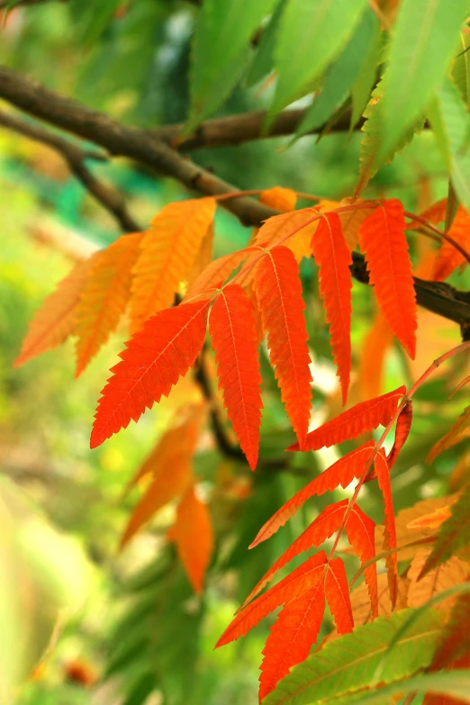 orange leaves that are turning to red from below