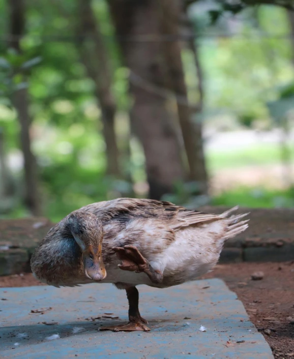 the bird is standing on the cement near the trees