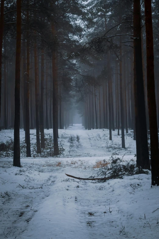 a path in a snowy forest next to trees