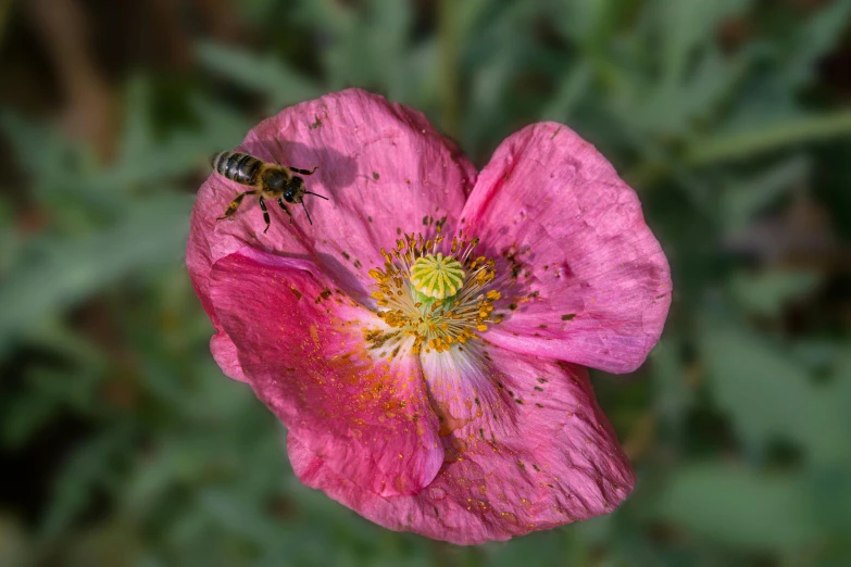 a bee sits on a flower in a meadow