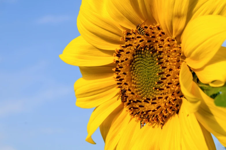 the sunflower is close up and very vint