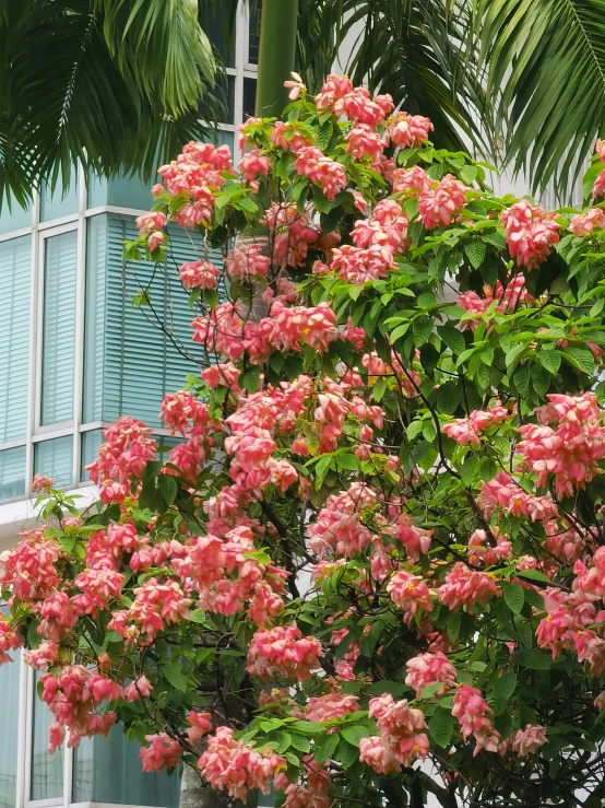 flowering plants surround a tall building with windows