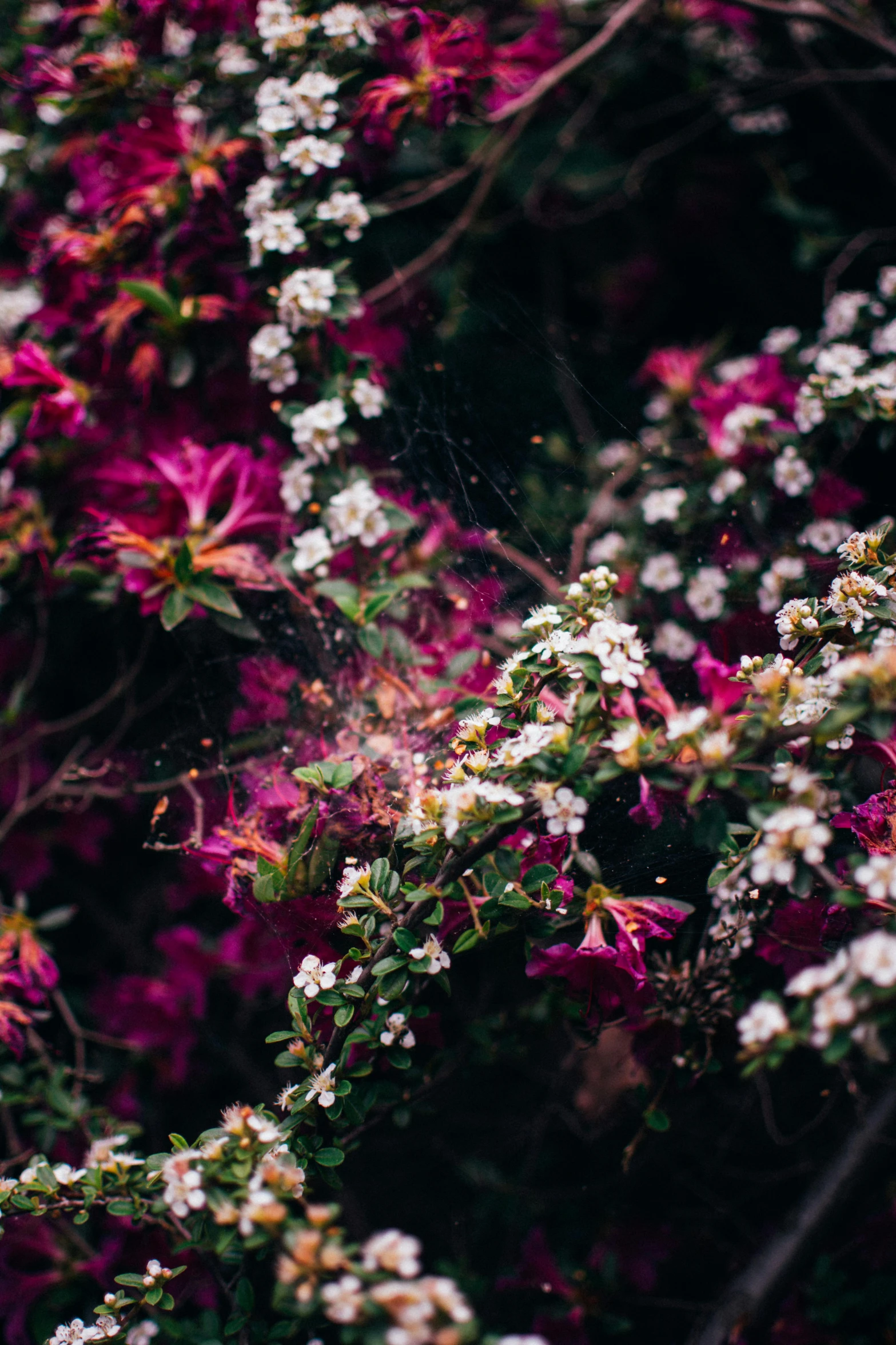 many different white flowers and pink ones near a tree