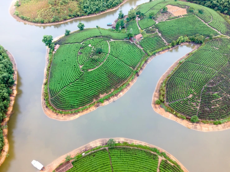 there is a lot of green plants growing by the water