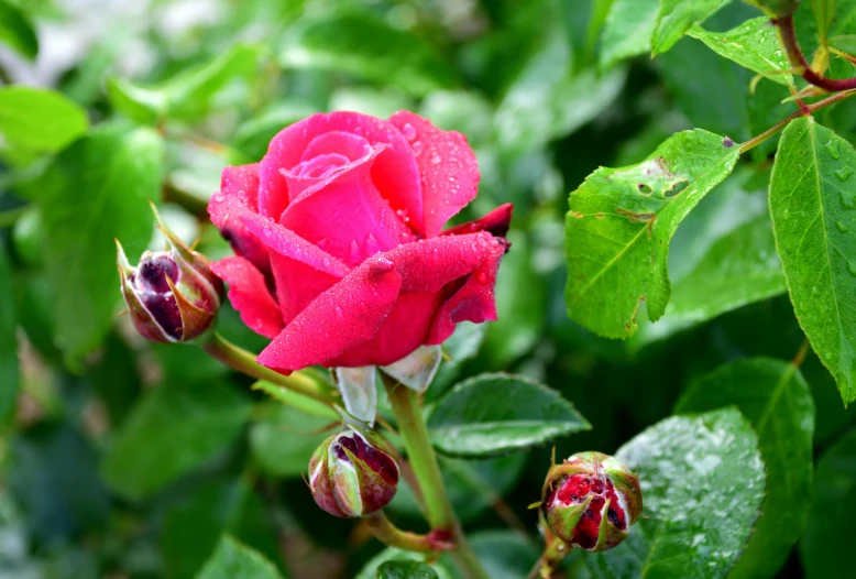 some very pretty pink flowers with green leaves