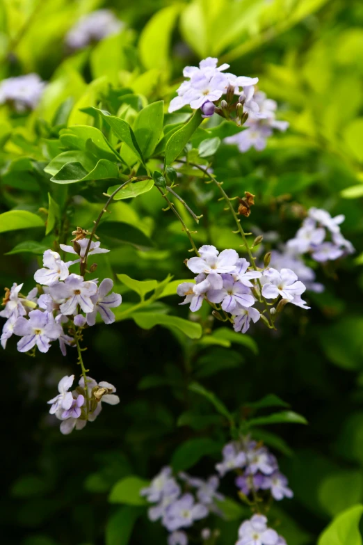 small blue and white flowers blooming on the side of a forest