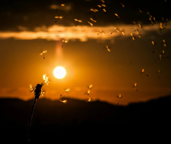 the sun shining in the distance with small flies above