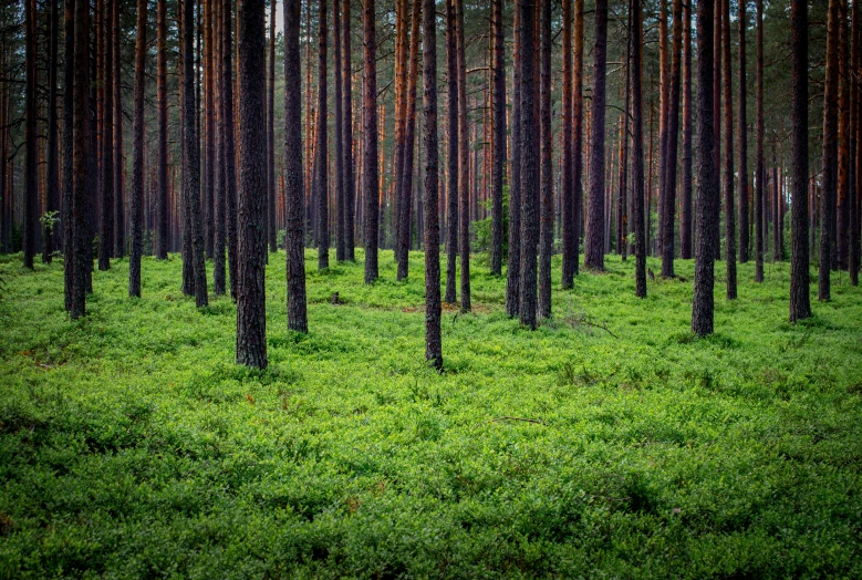 an area that is covered in green grass