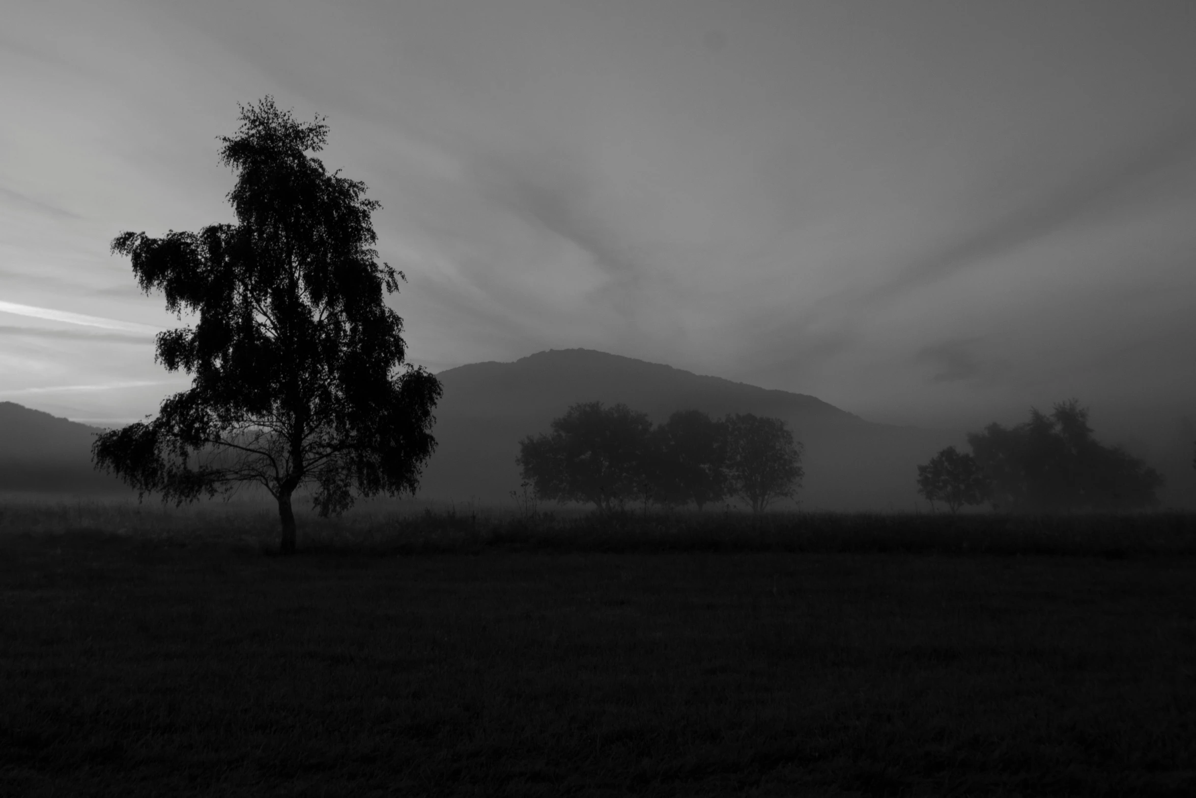 a tree standing in a field near mountains