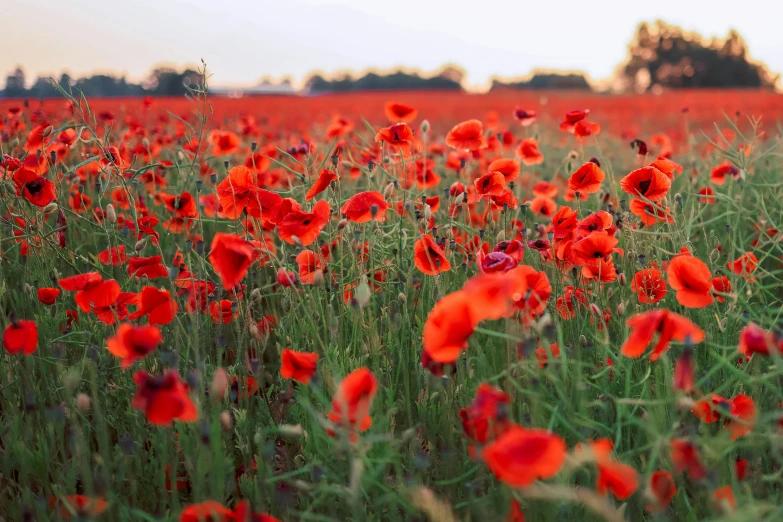 a field full of flowers with red and orange poppies in it