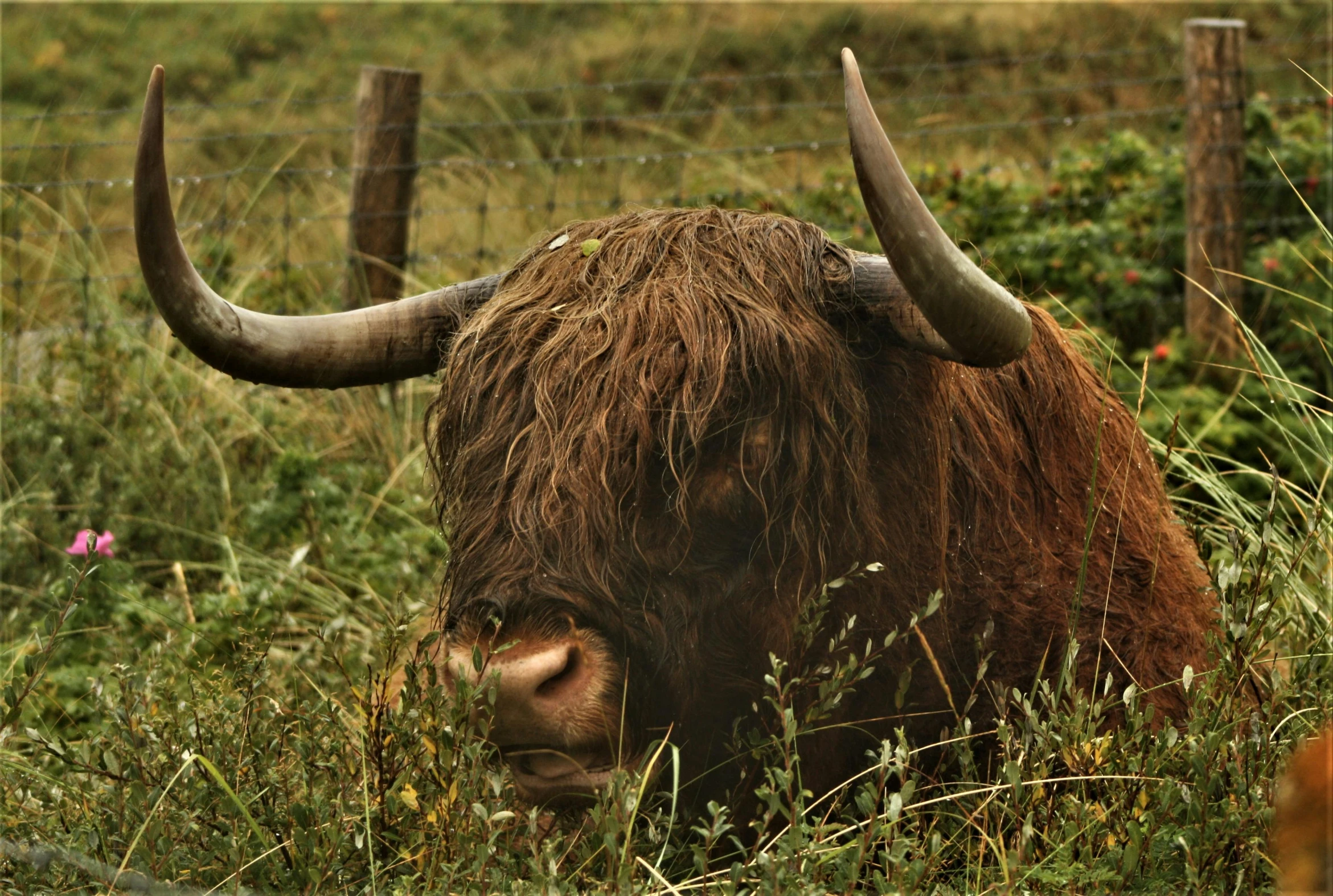 a buffalo with long horns is in the grass