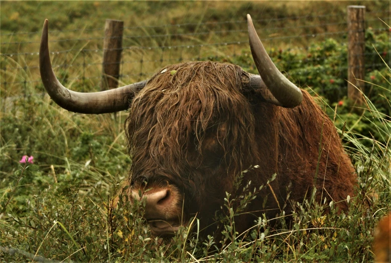 a buffalo with long horns is in the grass