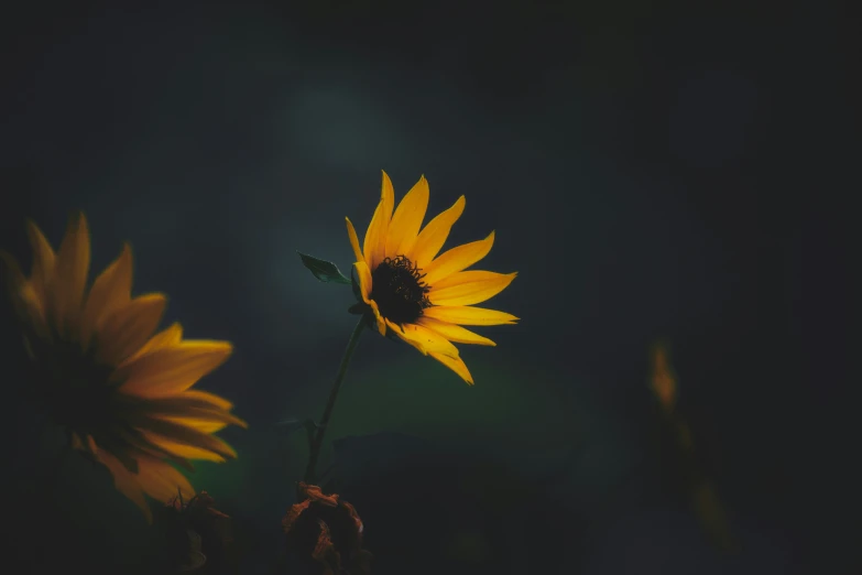 a sunflower sits alone in the middle of dark forest