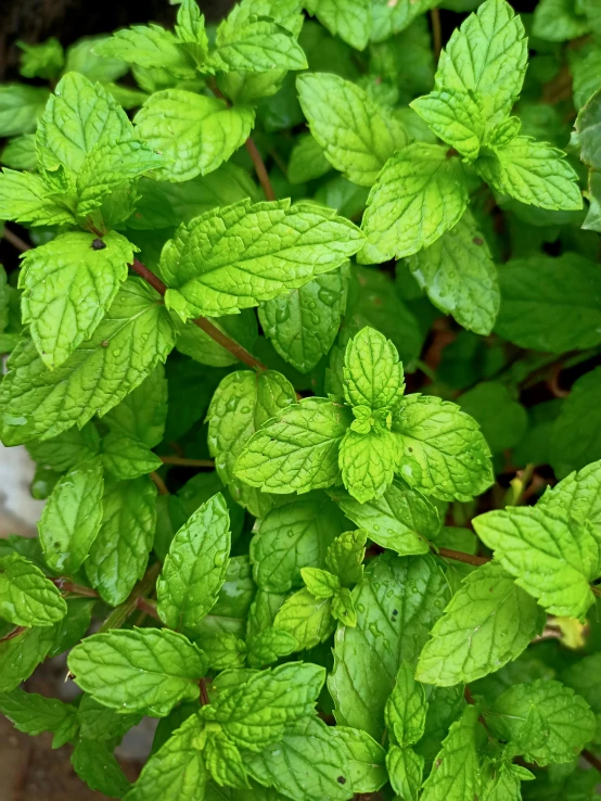 a close up of some green leaves in the background