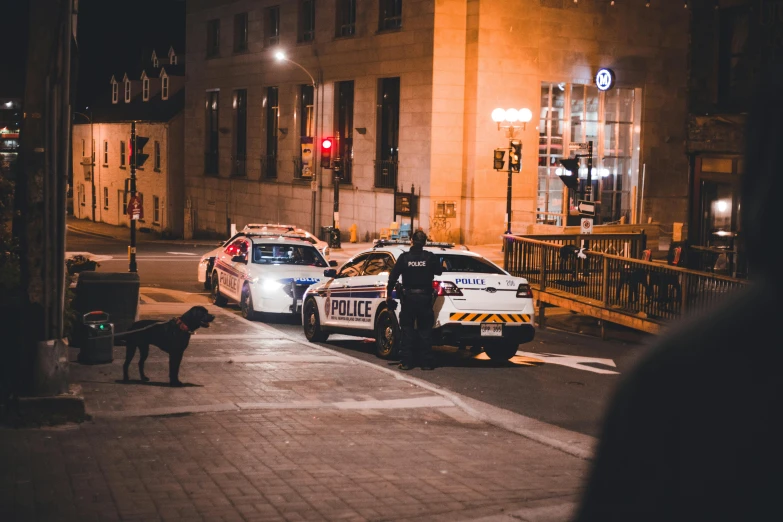 a police dog is on the side of the road near two parked cars