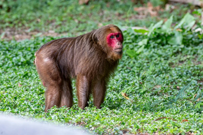 the small monkey stands in a field of grass