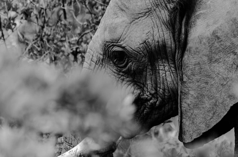 a black and white image of a large elephant